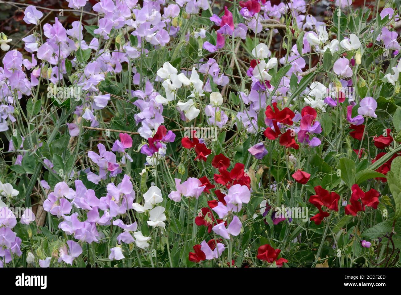 Lathyrus odoratus Weihrauch Mixed Sweet Pea Blumen bekannt für ihren Duft Stockfoto