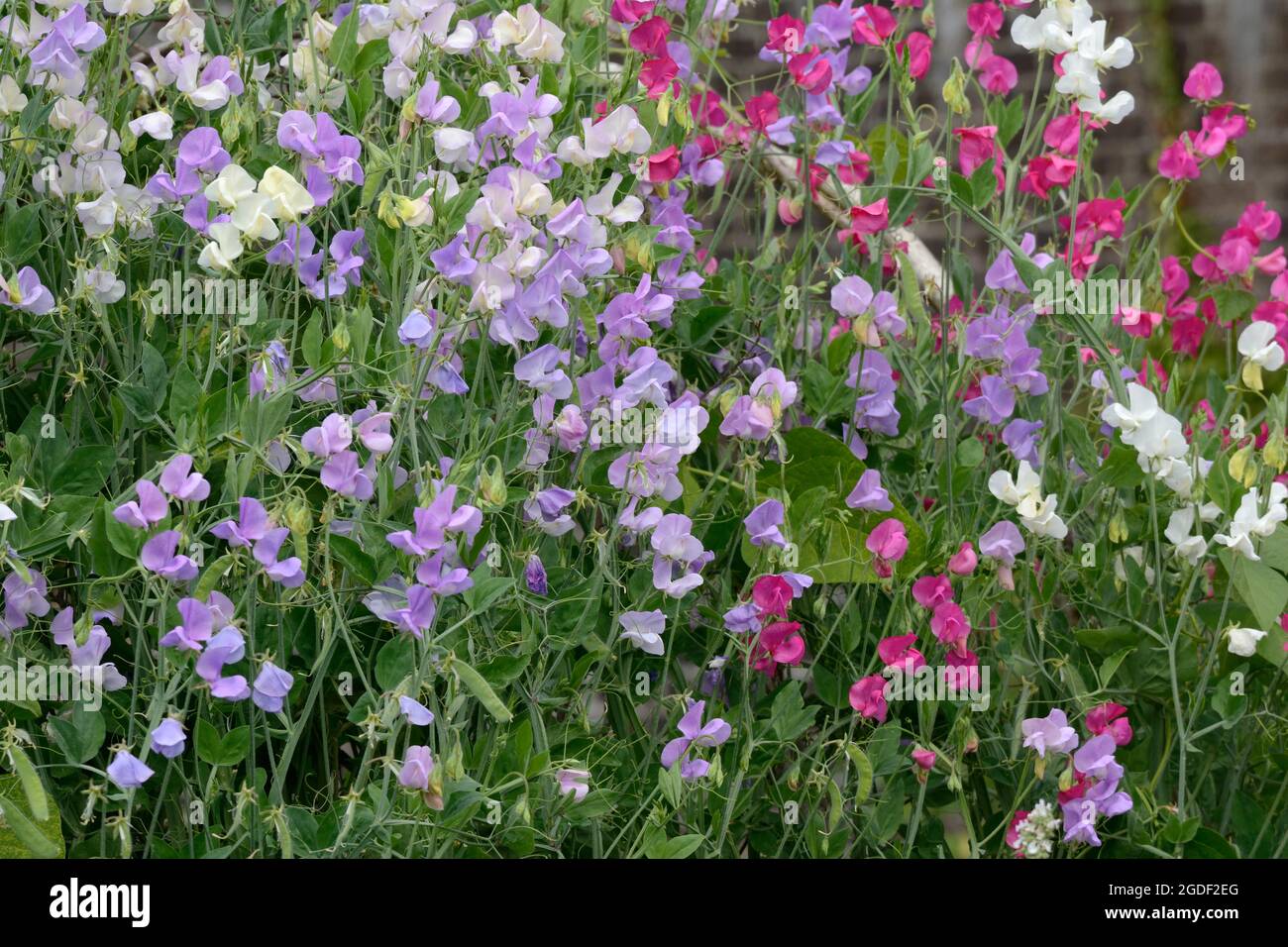 Lathyrus odoratus Weihrauch Mixed Sweet Pea Blumen bekannt für ihren Duft Stockfoto