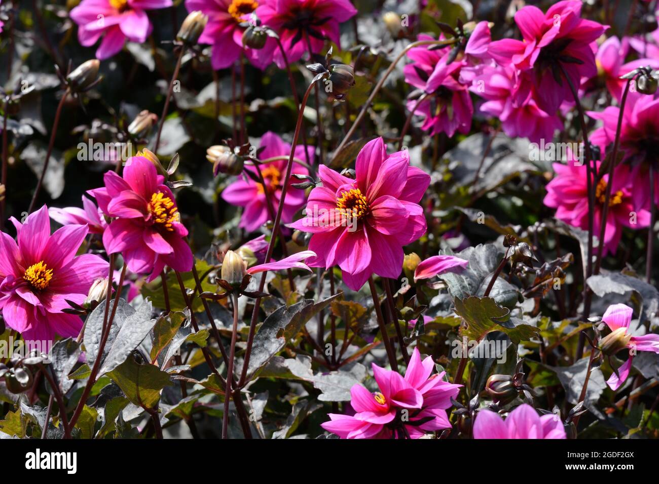 Ein Bett von Dahila Excentrique Blume, die in einem Landgarten wächst Stockfoto
