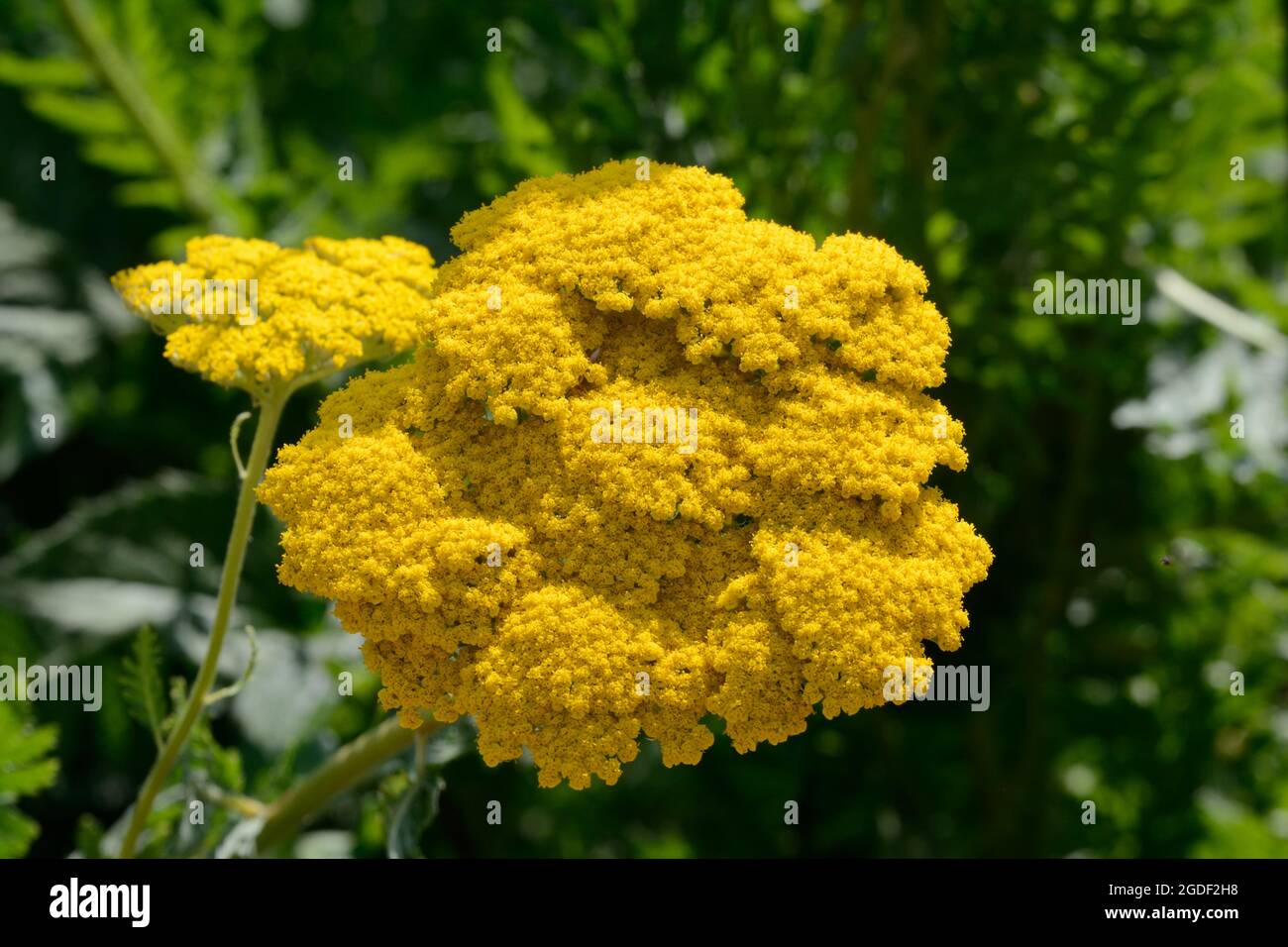Goldene gelbe Blüte der Achillea Krönung Gold Yarrow Stockfoto