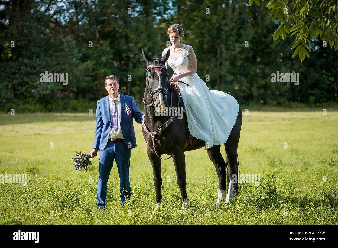 Hochzeits-Porträt im Freien. Die schöne attraktive Braut befreit das Pferd, während ihr Geliebter in der Nähe läuft. Stockfoto