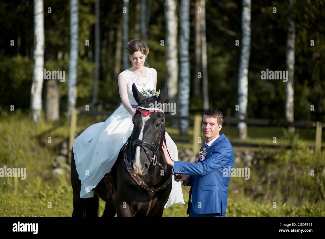 Hochzeits-Porträt im Freien. Die schöne attraktive Braut befreit das Pferd, während ihr Geliebter in der Nähe läuft. Stockfoto