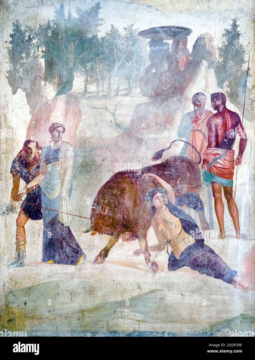 Dirce Qual Dirce wird von Amphion in Absprache mit seinem Bruder Zeto an einen Stier gebunden, um sie für die Misshandlungen zu bestrafen, die sie ihrer Mutter Antiope Fresco Pompeji, Casa del Granduca di Toscana (Haus des Großherzogs der toskana) um 40 v. Chr. zugefügt hatte Stockfoto