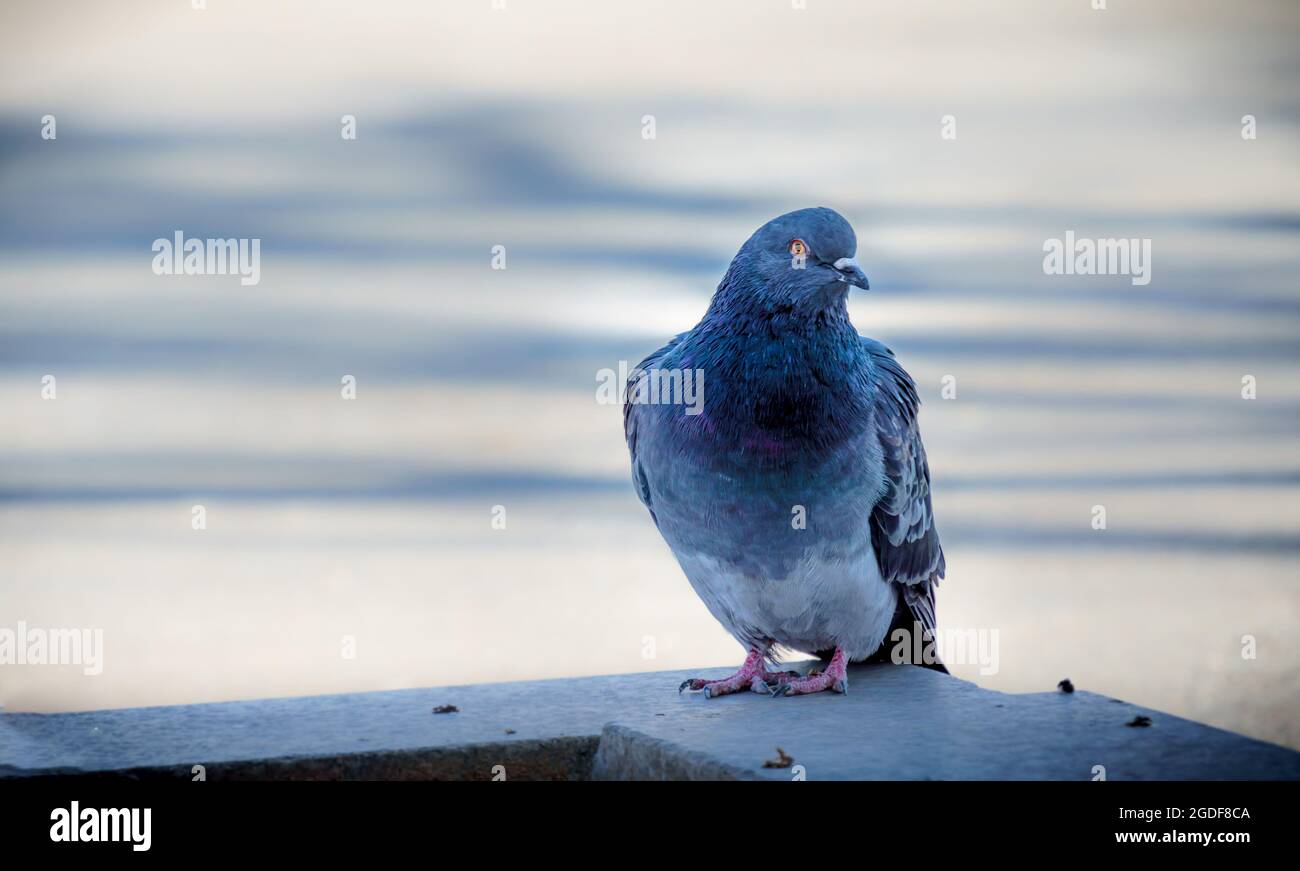 Taubenvögel auf der Straße von Südkorea. Stockfoto