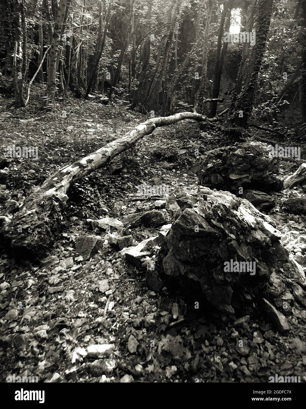 Im Inneren der alten historischen Ruinen von Scharfeneck im Wald. Schwarzweiß-Foto. Natur in den Ruinen. Verlassene Burg im Wald. Stockfoto