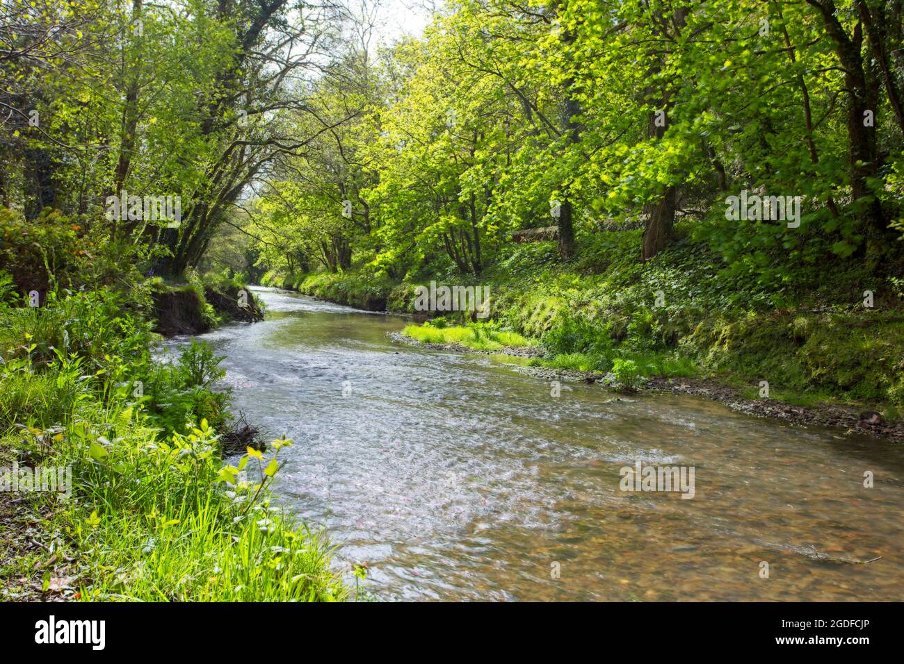 Spring Greens, Bäume am Pfad und River St. Austell in der Nähe von Pentewan, Cornwall, England, Großbritannien. Stockfoto