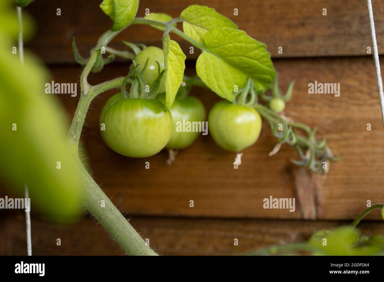 Saubere und frische grüne Tomaten, die aus einem Garten wachsen Stockfoto