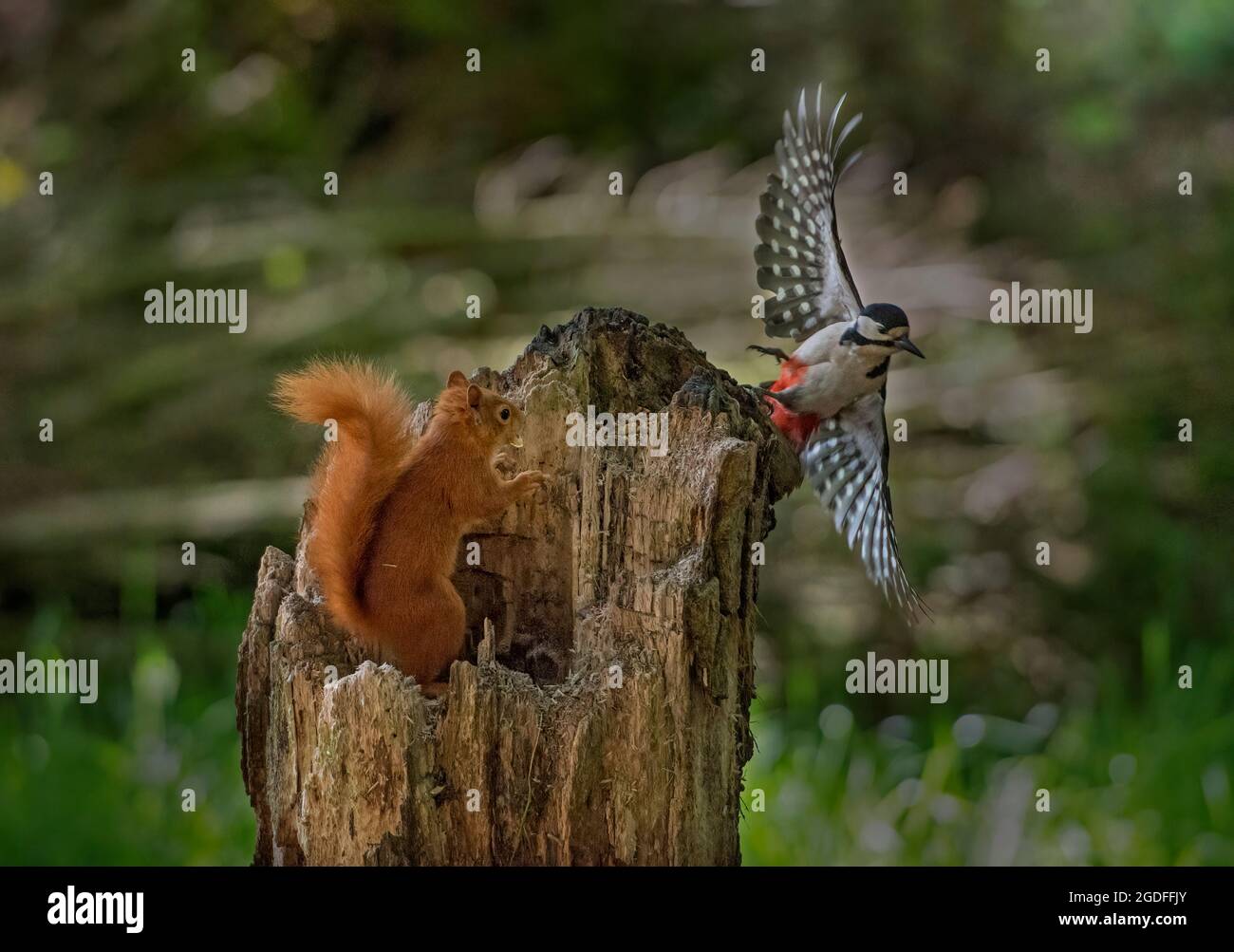 Ein Rothörnchen, Sciurus vulgaris, stört einen Buntspecht im Wald, Schottland, Großbritannien Stockfoto