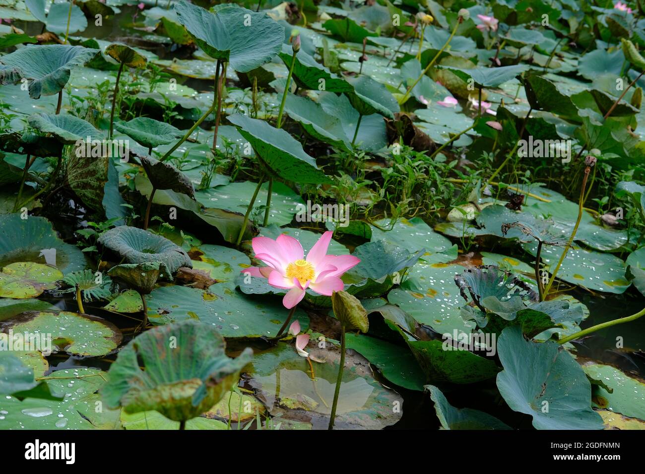 Lotusblüten und Stiel im Wasserteich Stockfoto
