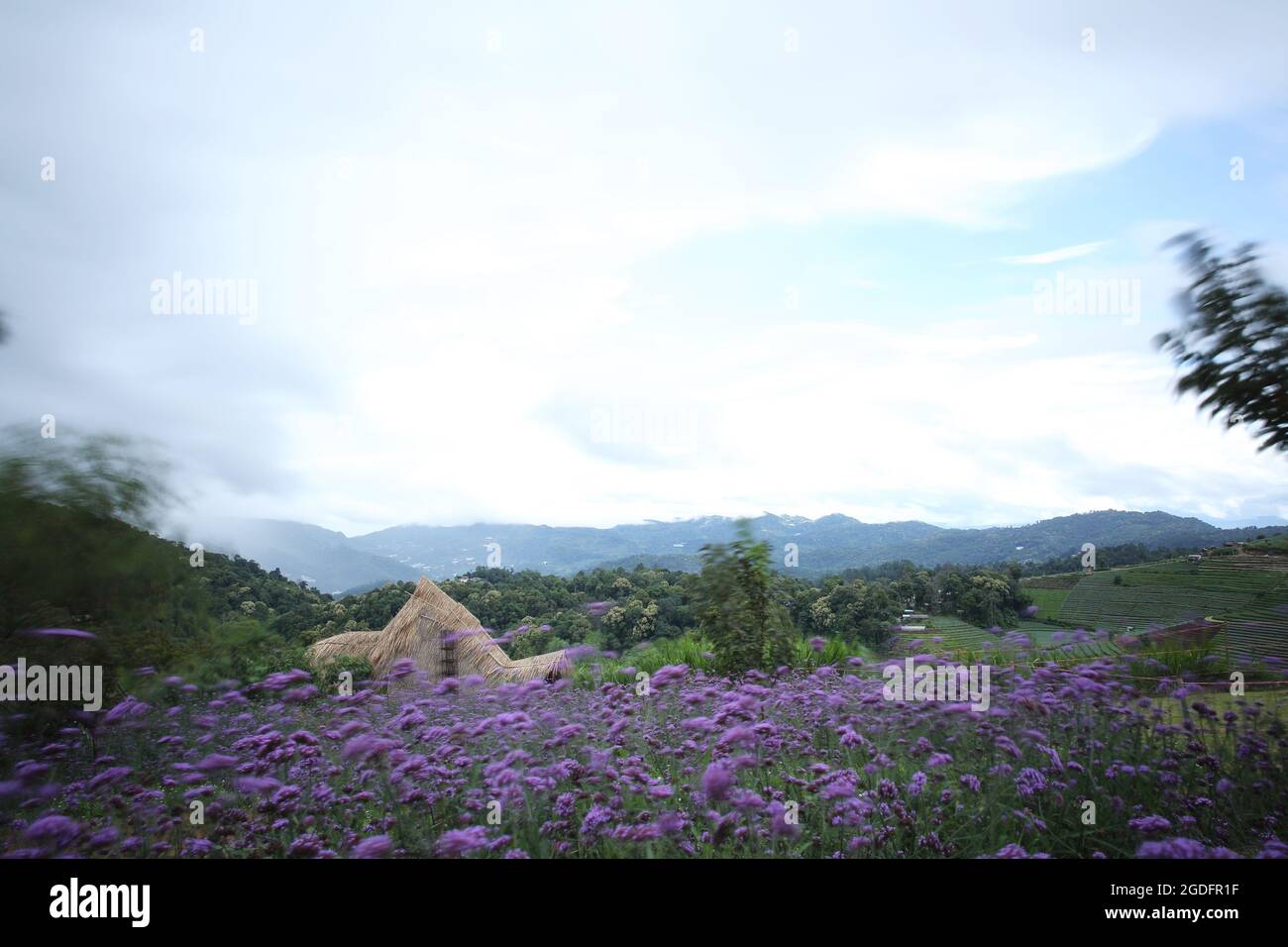 Mon Cham Bergrücken mit Verbena bonariensis Blumenfeld - Chiangmai, Thailand Stockfoto
