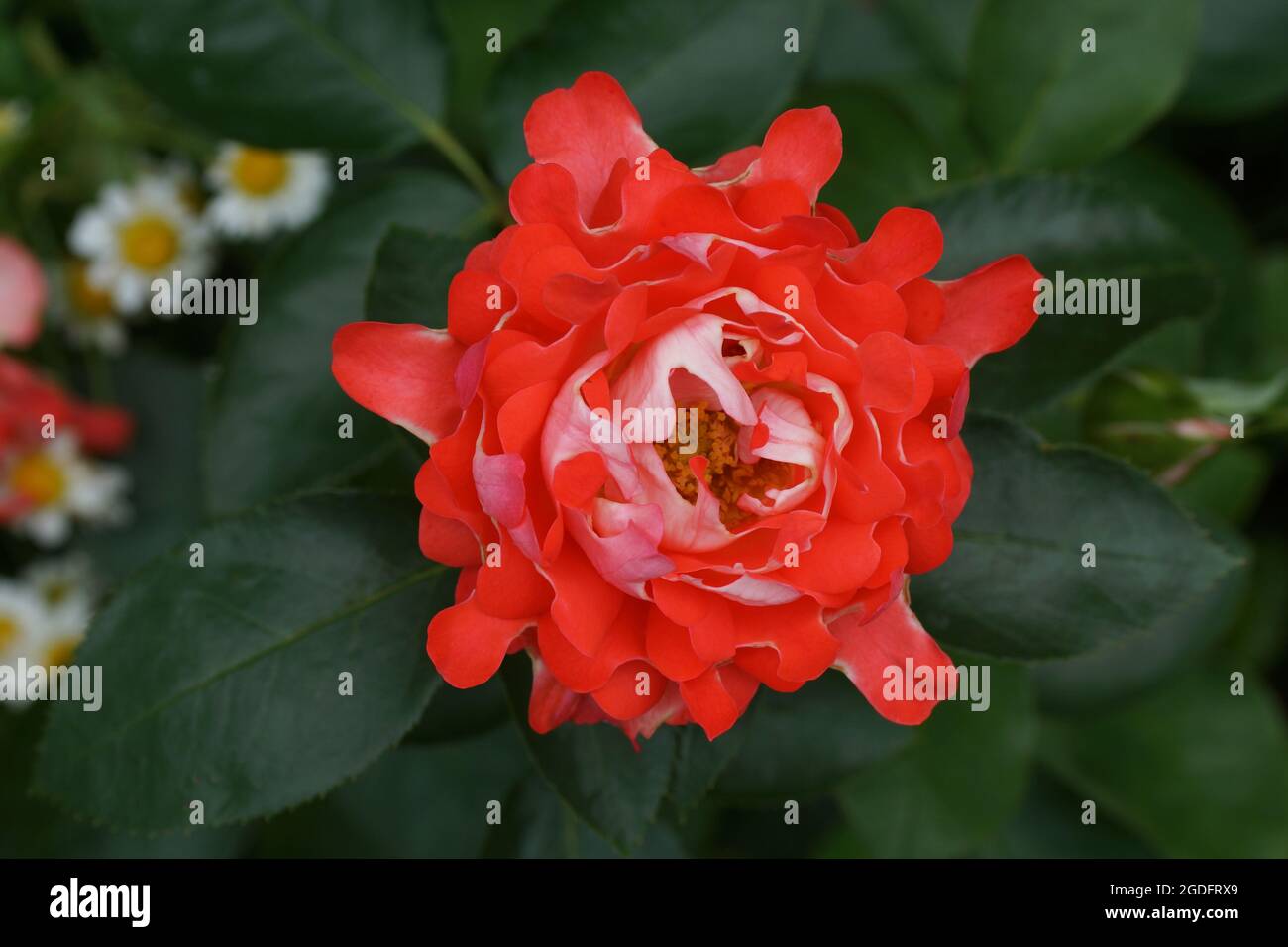 Rosa Candy Ruffles wunderschöne Korallenrose Nahaufnahme. Eine Blume, in einem Garten in natürlichen Bedingungen im Grünen, unter dem offenen Himmel. Stockfoto