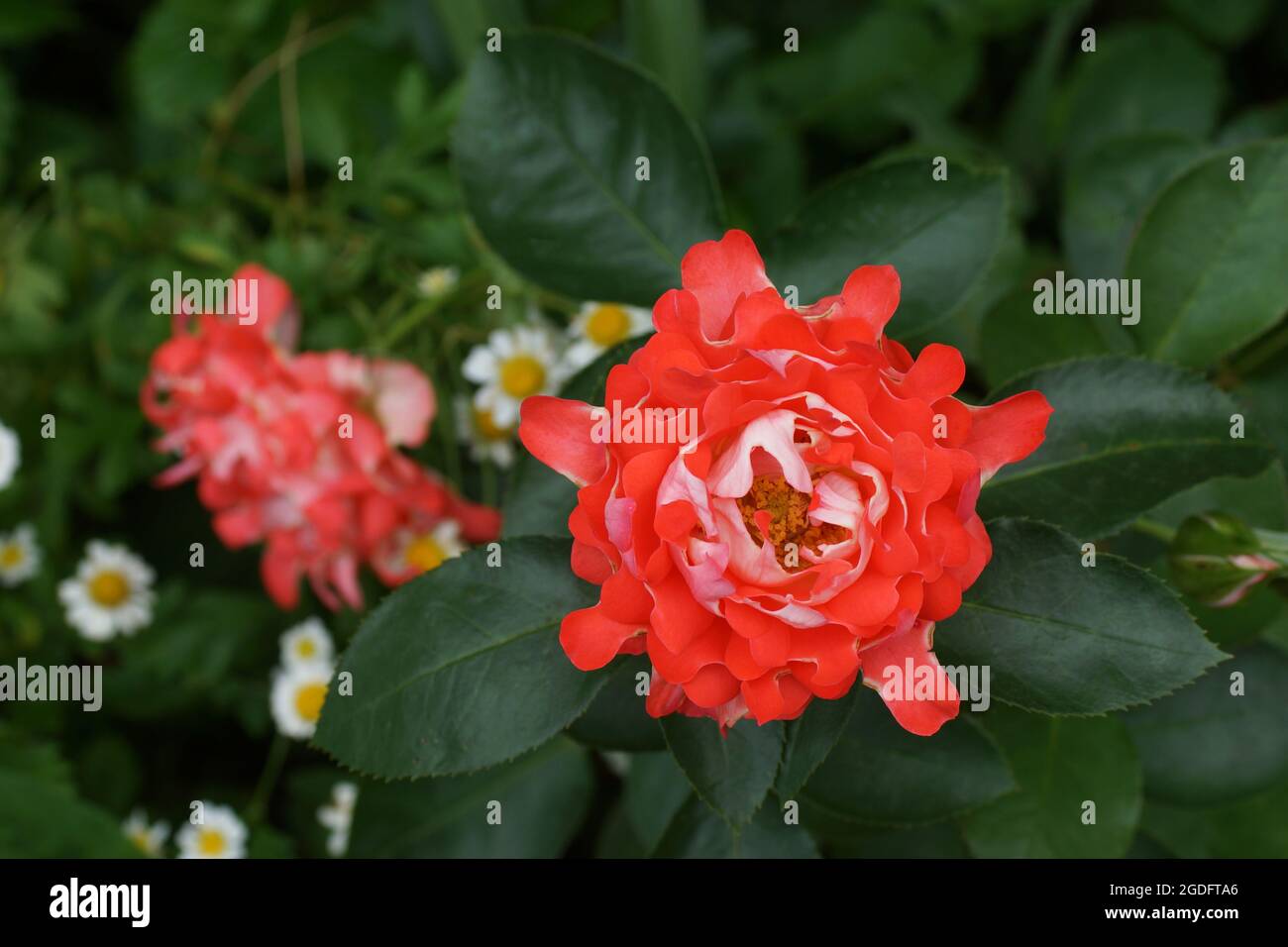 Rosa Candy Ruffles wunderschöne Korallenrose aus der Nähe. Stockfoto