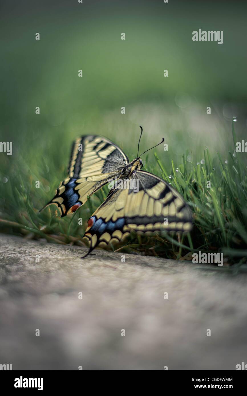 Schmetterling Stockfoto