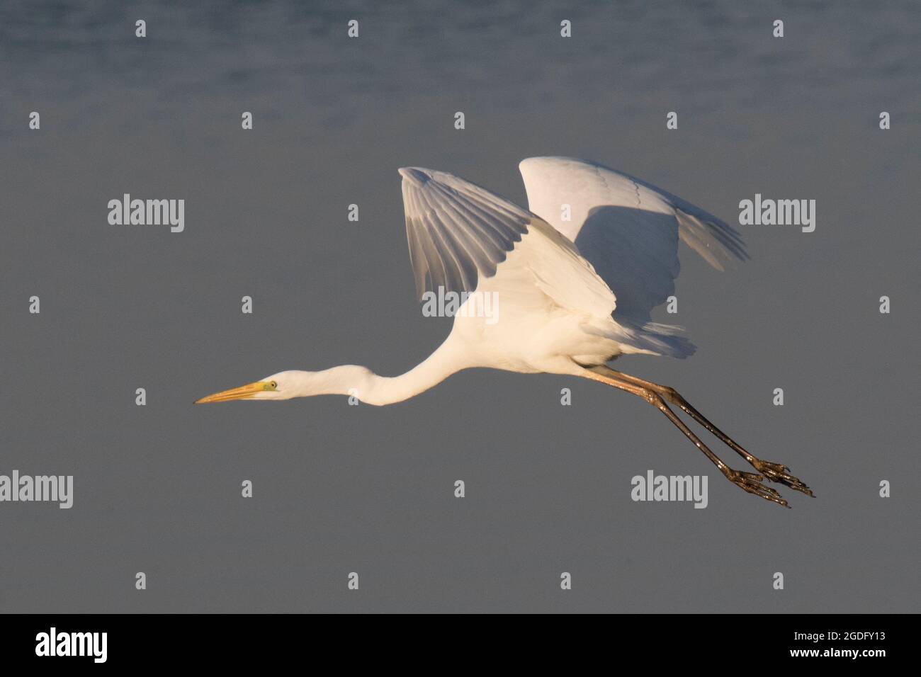 Silberreiher im Flug Stockfoto