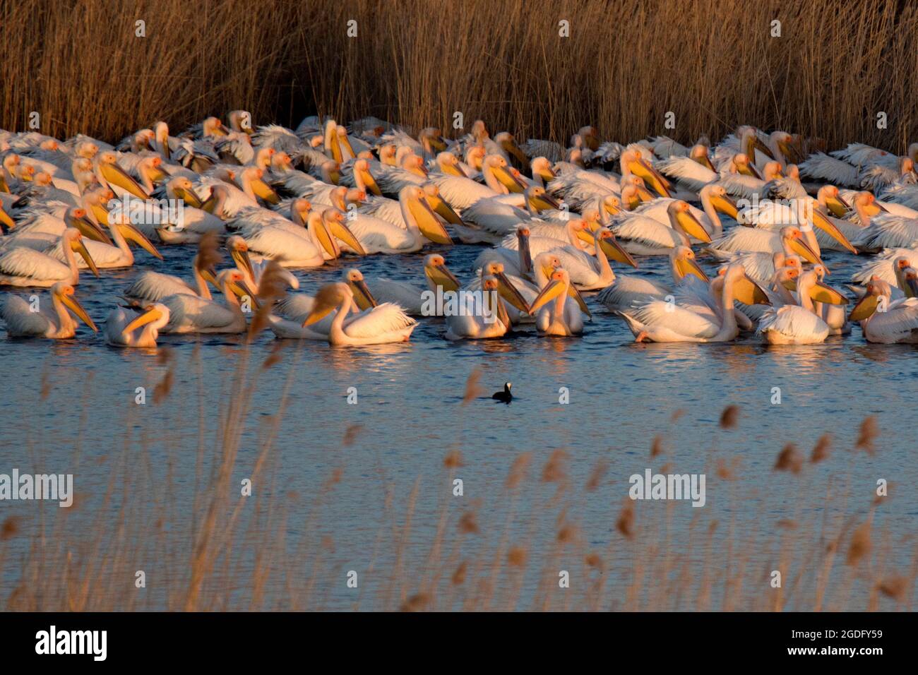 Gruppe von großen weißen Pelikanen in Sonnenuntergang Stockfoto