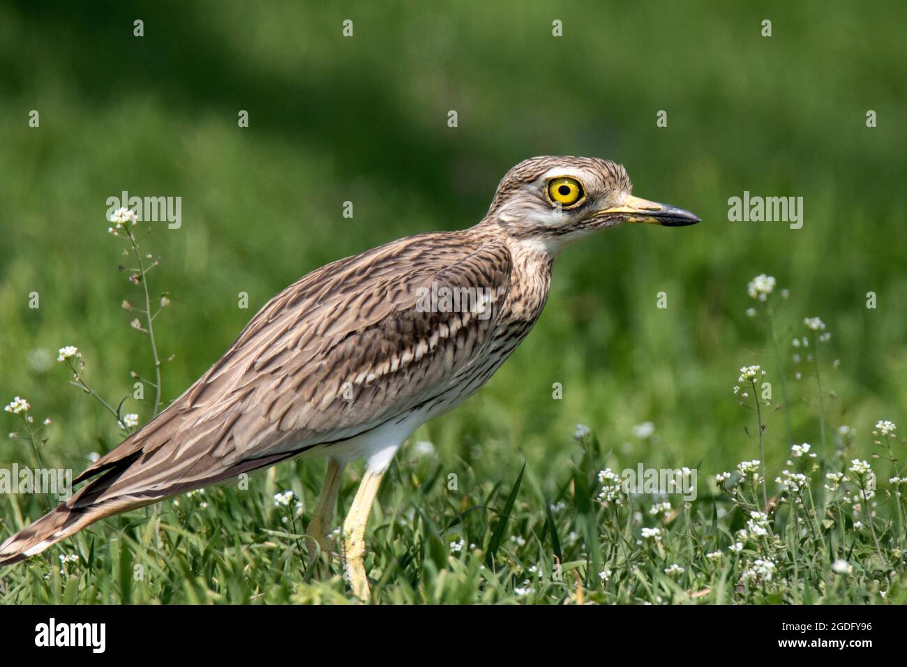 Eurasischer Steincurlew (Burhinus oedicnemus) Stockfoto