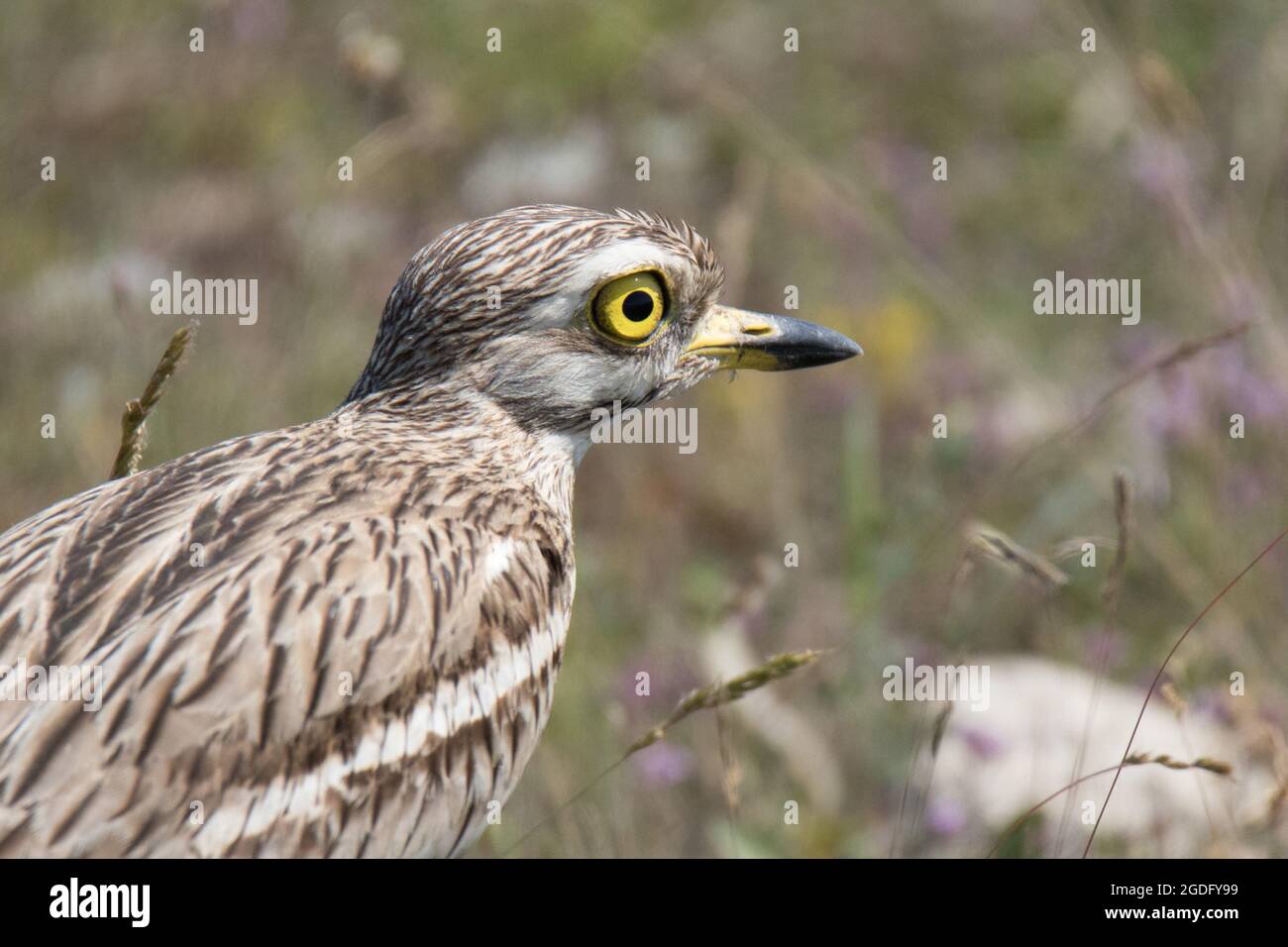 Eurasischer Steincurlew (Burhinus oedicnemus) Stockfoto