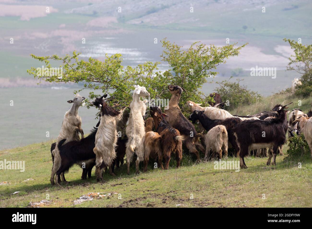 Landschaft der Ziegen füttern Stockfoto