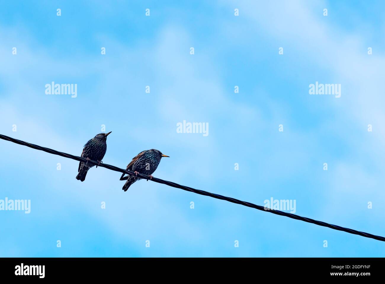 Vögel oder Vögel am Draht in Hobart, Tasmanien, Australien. Diese Common Staring (Sturnus vulgaris) wurden in den 1900er Jahren nach Australien eingeführt Stockfoto