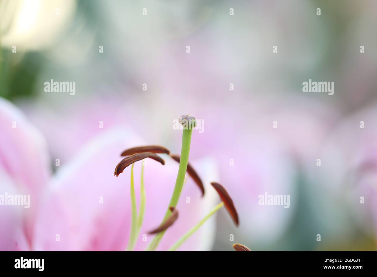 Rosa Lilie Blume im Makro Stockfoto