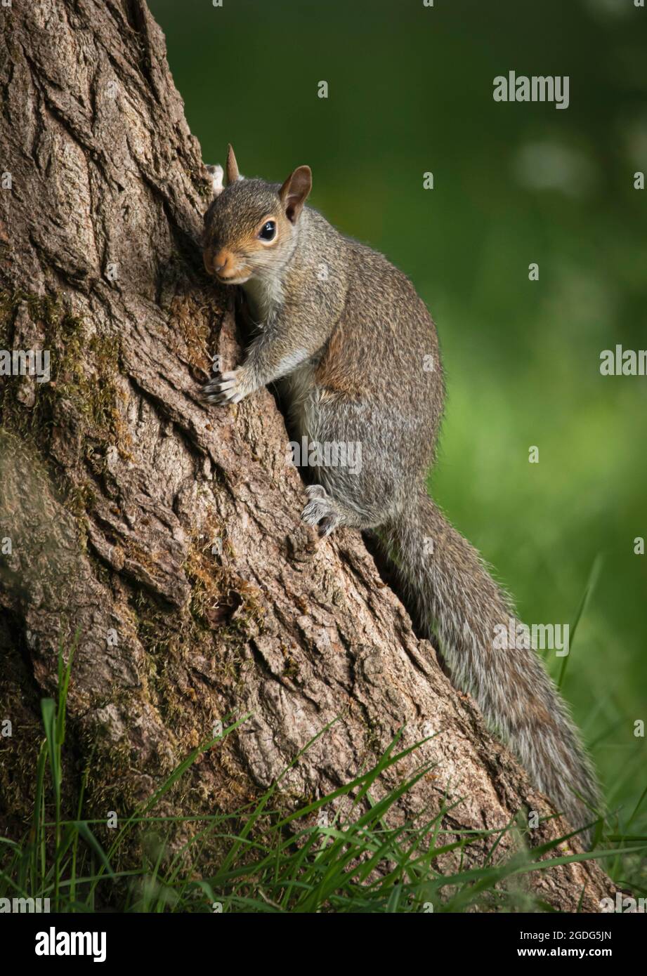 Eichhörnchen Stockfoto