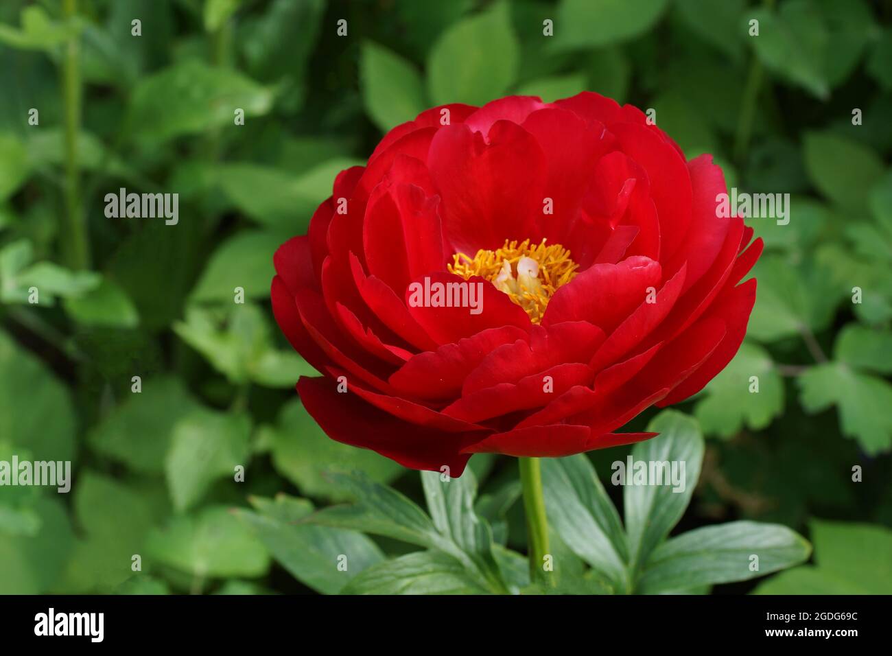 Paeonia Alexander Woollcott. Rote Pfingstrose. Paeonia lactiflora (chinesische Pfingstrose oder gemeinsame Gartenpfeonie). Stockfoto