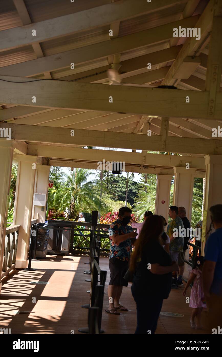 Dole ananas plantage garten Fotos und Bildmaterial in hoher Auflösung