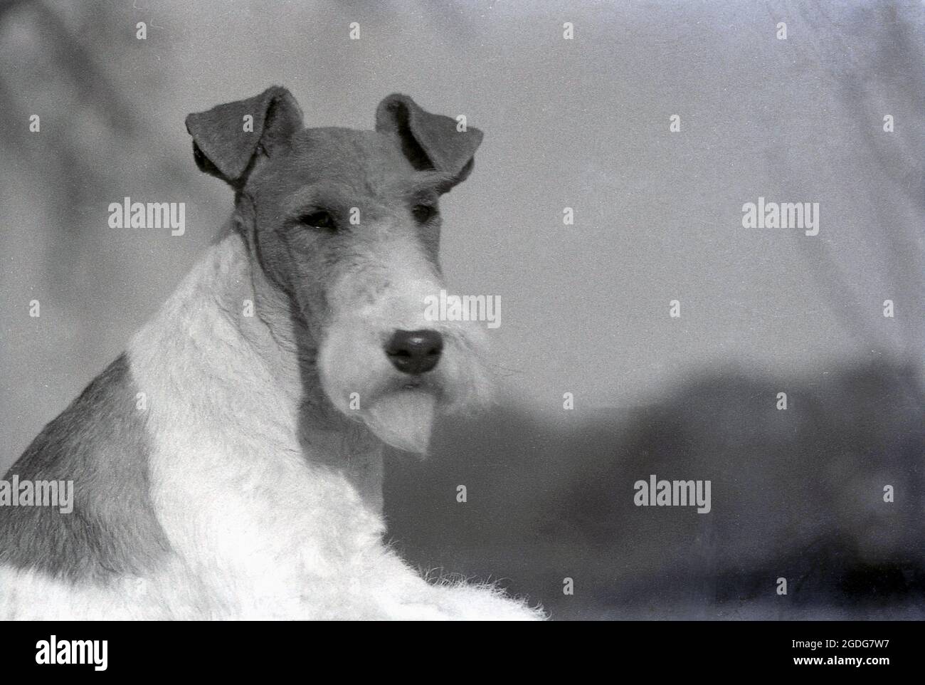 1955, historisch, Porträt eines preisgekrönten Showhundes, eines Wire Fox Terrier, England, Großbritannien. Mit seinem markanten Aussehen, seinem drahtig Mantel und seinen ausdrucksstarken Eigenschaften war der Wire in der Vergangenheit ein erfolgreicher Showhund und eine beliebte Präsenz in Filmen und Fernsehen. Als freundlicher, aufkommender und furchtloser Hund in England wurden Wire und Smooth Fox Terrier seit den 1870er Jahren als getrennte Rassen anerkannt, im Gegensatz zu den USA, als sie erst 1985 als eigenständige Rassen anerkannt wurden. Stockfoto