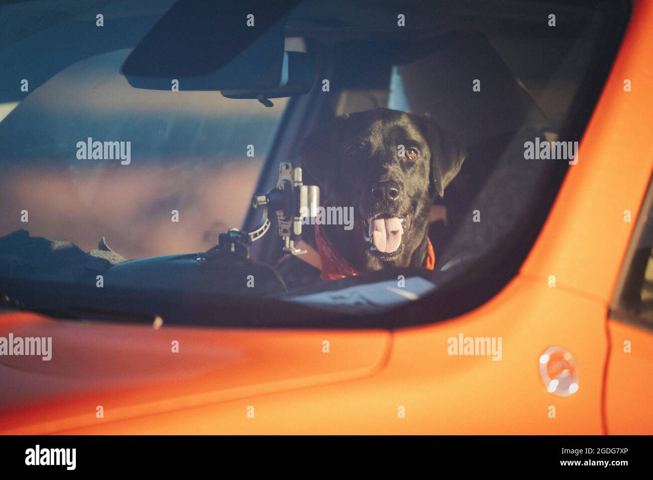 Ein Hund schaut durch ein Autofenster, Monument Valley, Arizona Stockfoto