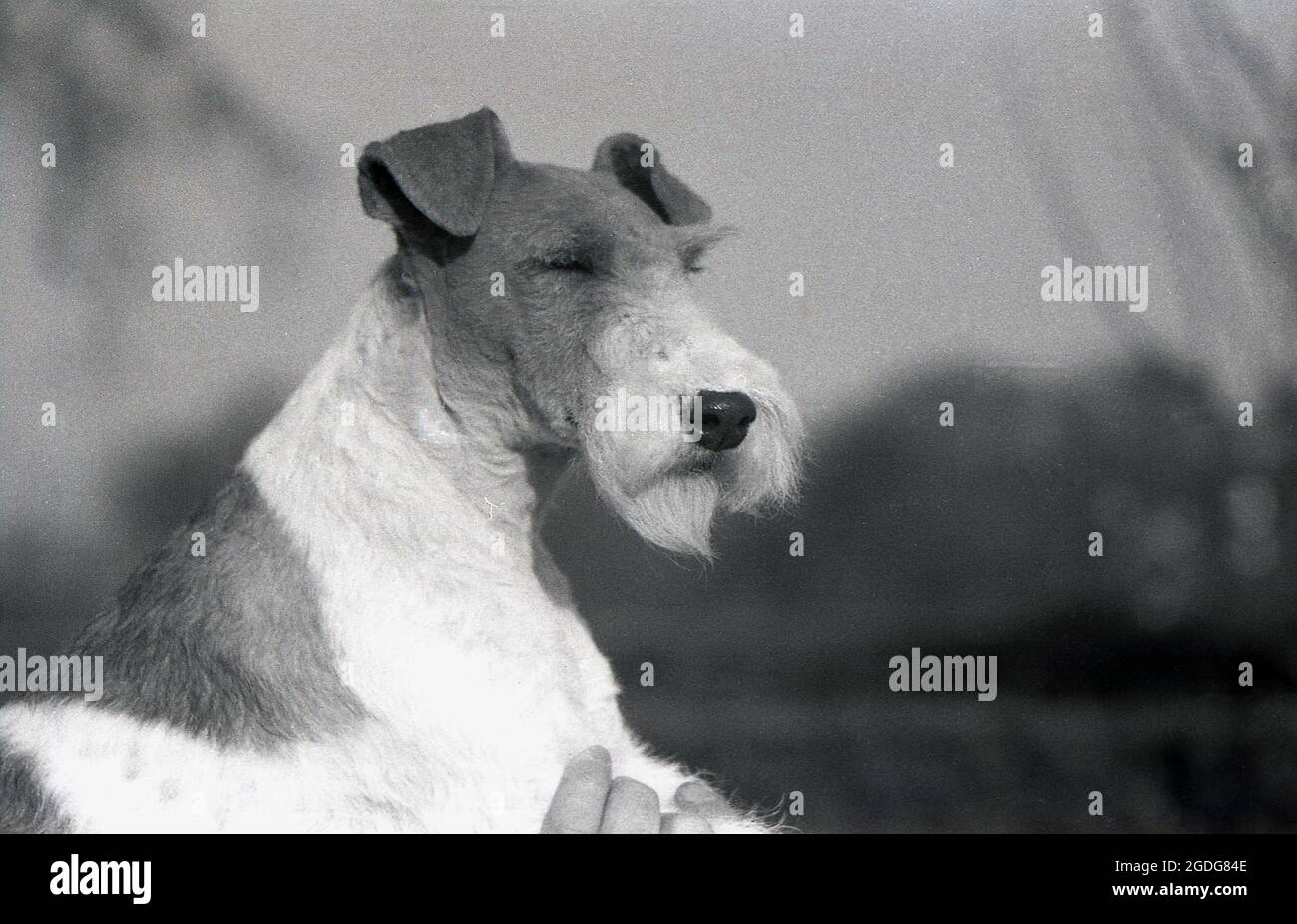 1955, historisch, Porträt eines preisgekrönten Showhundes, eines Wire Fox Terrier, England, Großbritannien. Mit seinem markanten Aussehen, seinem drahtig Mantel und seinen ausdrucksstarken Eigenschaften war der Wire in der Vergangenheit ein erfolgreicher Showhund und eine beliebte Präsenz in Filmen und Fernsehen. Als freundlicher, aufkommender und furchtloser Hund in England wurden Wire und Smooth Fox Terrier seit den 1870er Jahren als getrennte Rassen anerkannt, im Gegensatz zu den USA, als sie erst 1985 als eigenständige Rassen anerkannt wurden. Stockfoto