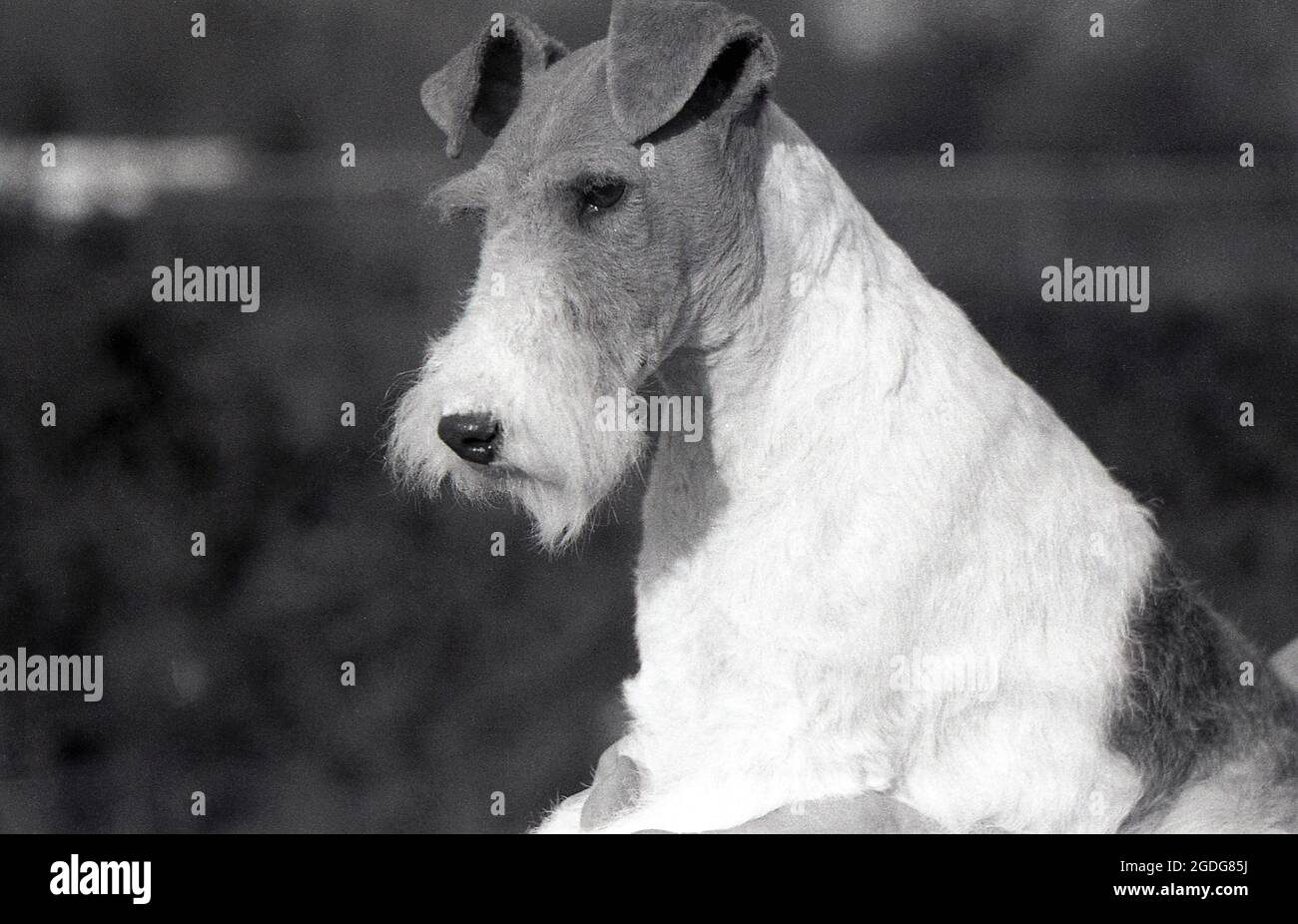 1955, historisch, Porträt eines preisgekrönten Showhundes, eines Wire Fox Terrier, England, Großbritannien. Mit seinem markanten Aussehen, seinem drahtig Mantel und seinen ausdrucksstarken Eigenschaften war der Wire in der Vergangenheit ein erfolgreicher Showhund und eine beliebte Präsenz in Filmen und Fernsehen. Als freundlicher, aufkommender und furchtloser Hund in England wurden Wire und Smooth Fox Terrier seit den 1870er Jahren als getrennte Rassen anerkannt, im Gegensatz zu den USA, als sie erst 1985 als eigenständige Rassen anerkannt wurden. Stockfoto