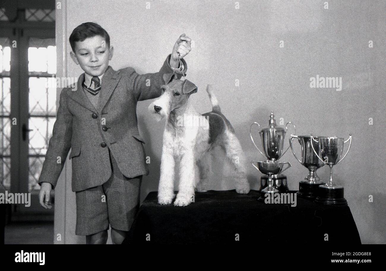 1955, historisch, zeigt ein junger Junge in seiner Schule stolz seinen preisgekrönten Hund, einen Drahtfuchsterrier, der auf einem kleinen Tisch neben den mehreren Trophäen steht, die er auf Hundeausstellungen in England gewonnen hat. Mit seinem markanten Aussehen, seinem drahtig Mantel und seinen ausdrucksstarken Eigenschaften war der Wire in der Vergangenheit ein erfolgreicher Showhund und eine beliebte Präsenz in Filmen und Fernsehen. In England werden Wire und Smooth Fox Terrier seit den 1870er Jahren als getrennte Rassen anerkannt, im Gegensatz zu den USA, als sie erst 1985 als eigenständige Rassen anerkannt wurden. Stockfoto