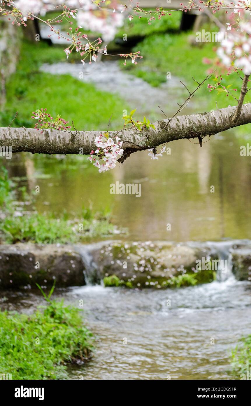 Sakura-Ast mit kleinen neuen Blumen, die in Itzumo Taisha wachsen Stockfoto