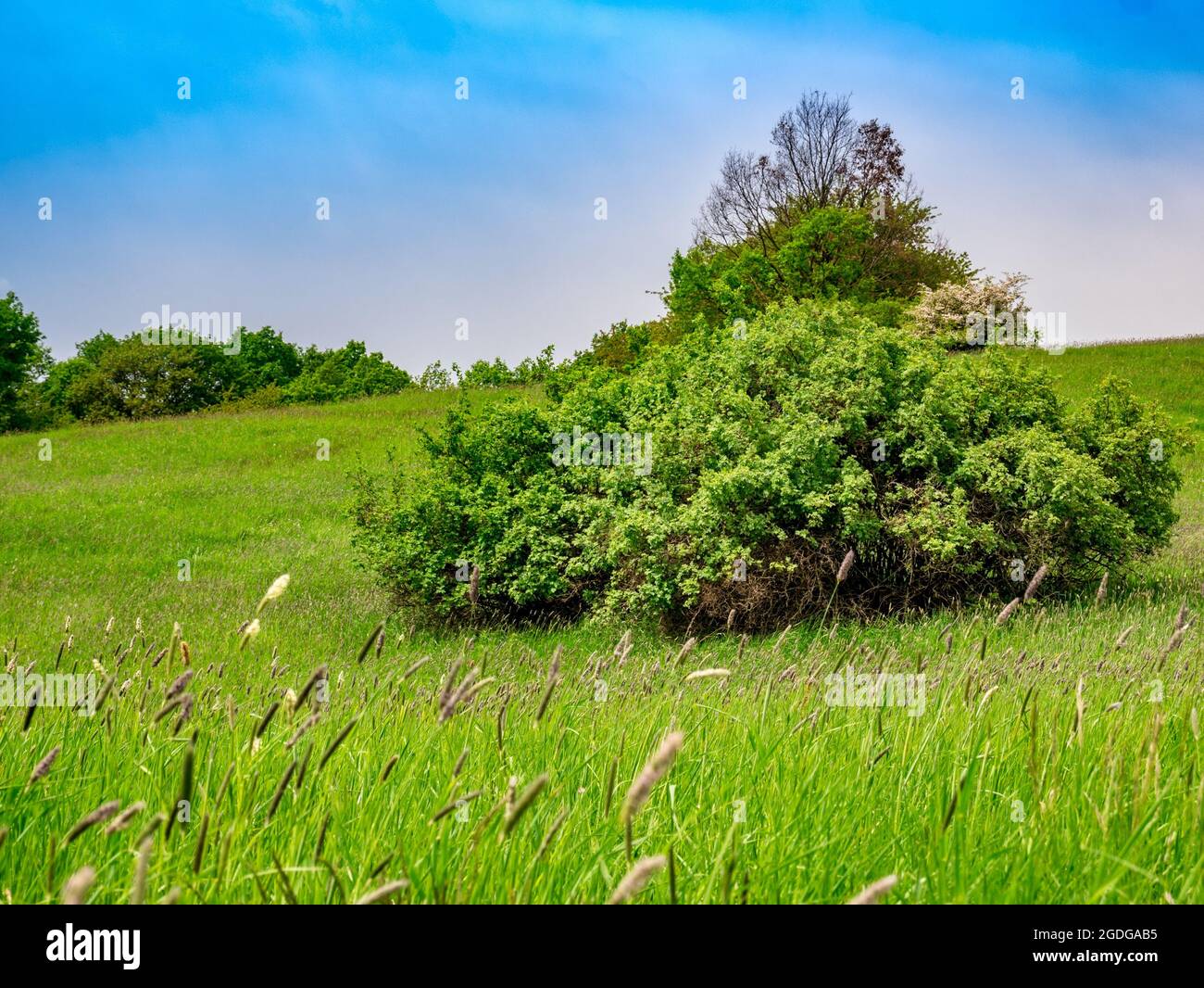 Der Wind auf der Wiese bläst hohes Gras. Stockfoto