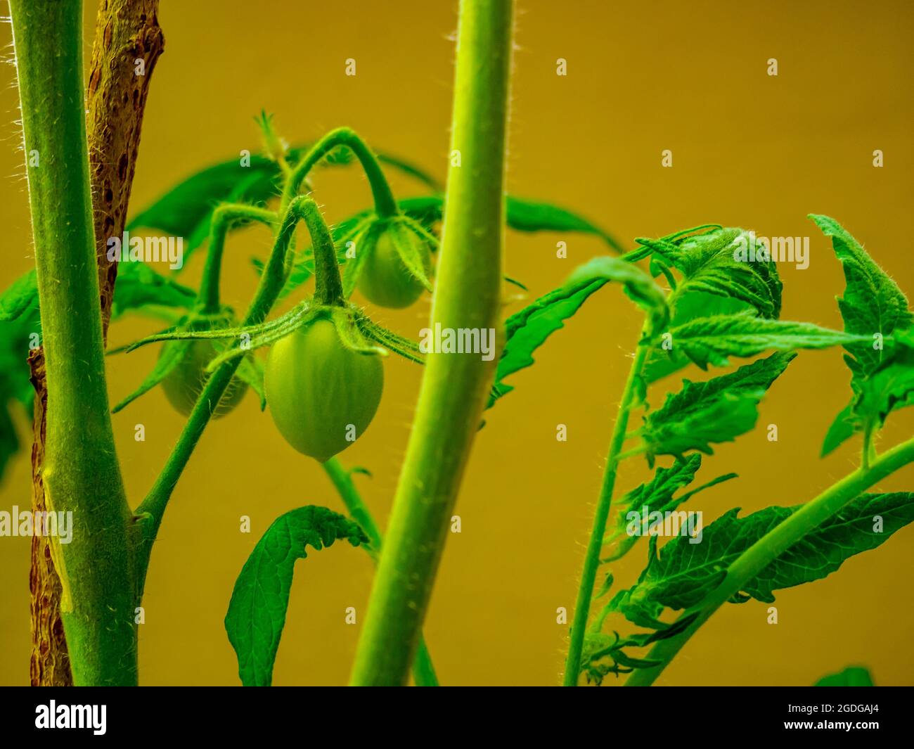 Junge grüne Kirschtomaten, die unter künstlichem Licht wachsen Stockfoto