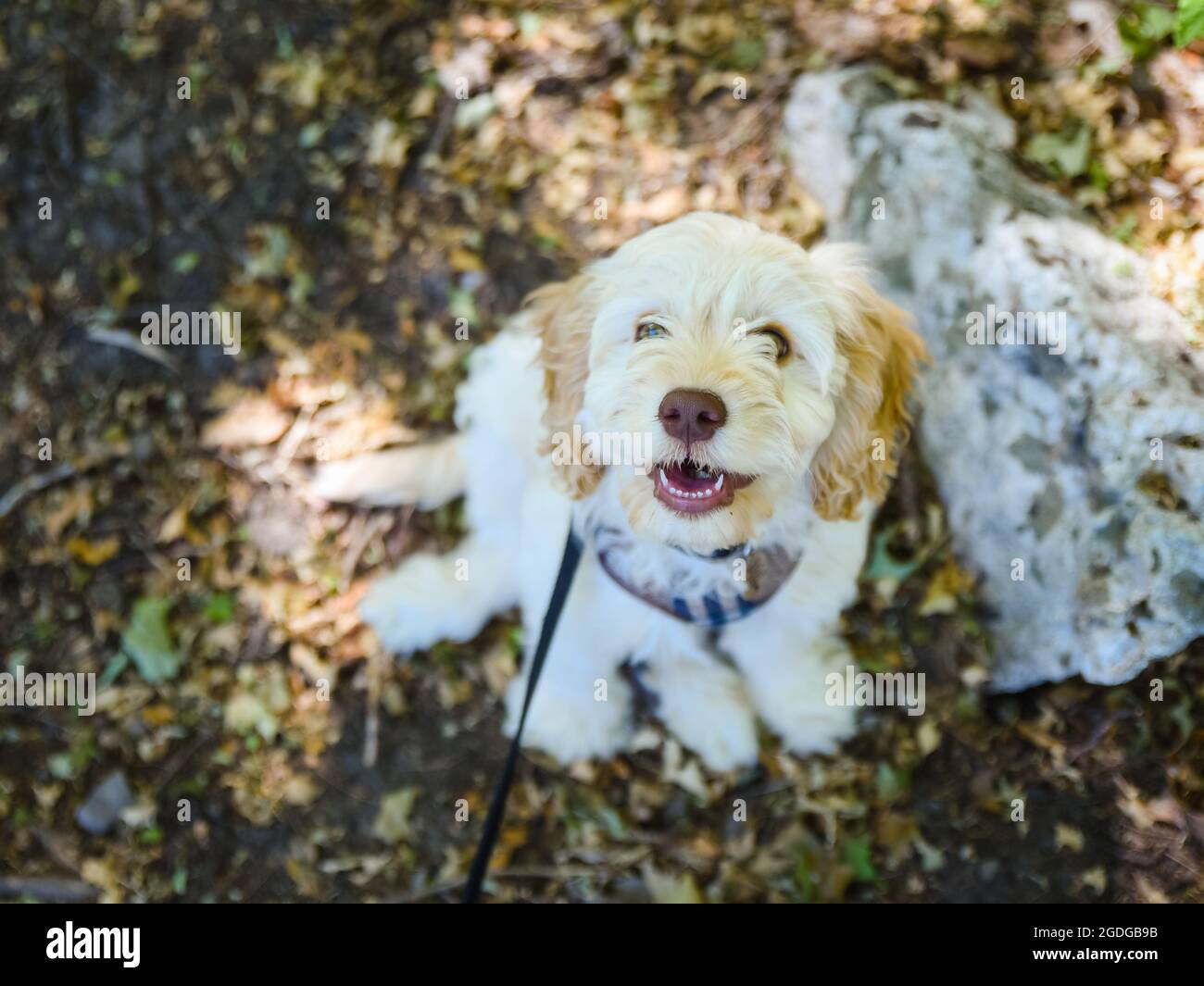 Junge Kakadu Doodle Mix Welpen sitzen im Freien. Stockfoto