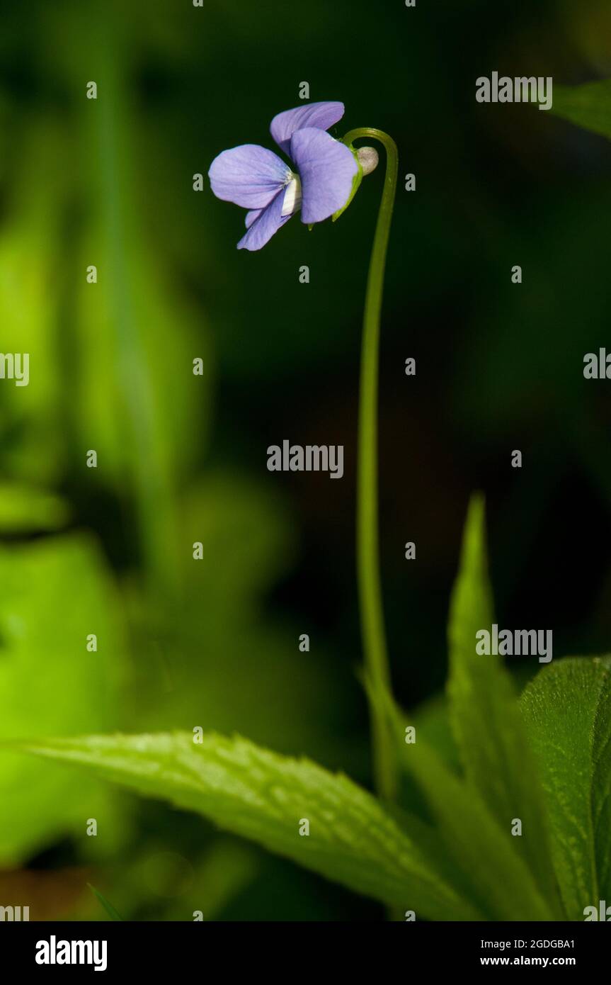 Gewöhnliches Blauviolett, das groß wird Stockfoto