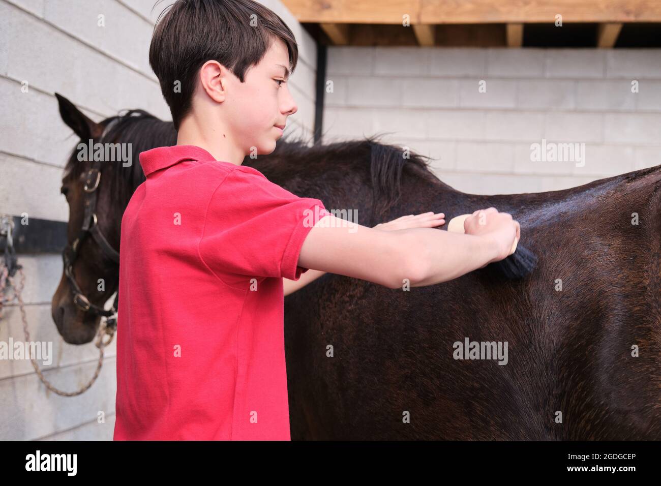 Teenager Junge putzt ein Pferd in einem Stall. Stockfoto