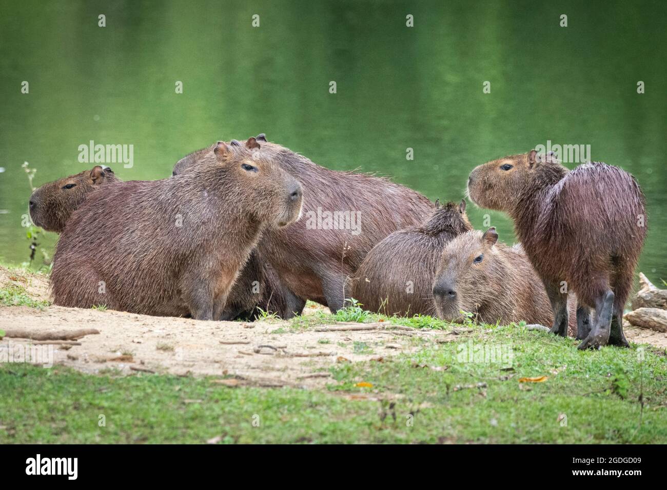Schöne Aussicht auf die Gruppe von Capybaras (große Nagetiere) auf grünen Regenwald-See, Landschaft von Rio de Janeiro, Brasilien Stockfoto