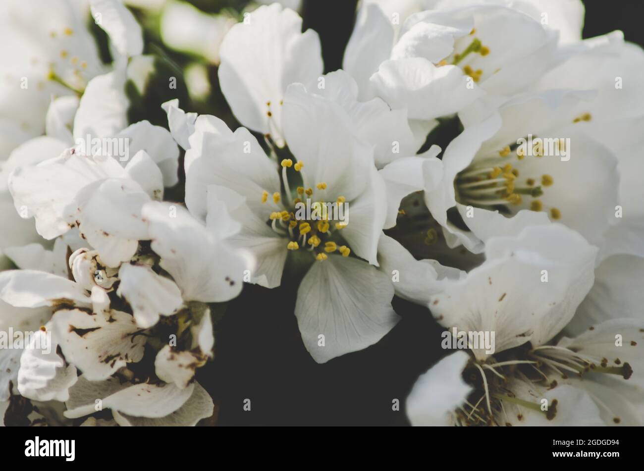 Weiße Blume mit gelben Strophen Stockfoto