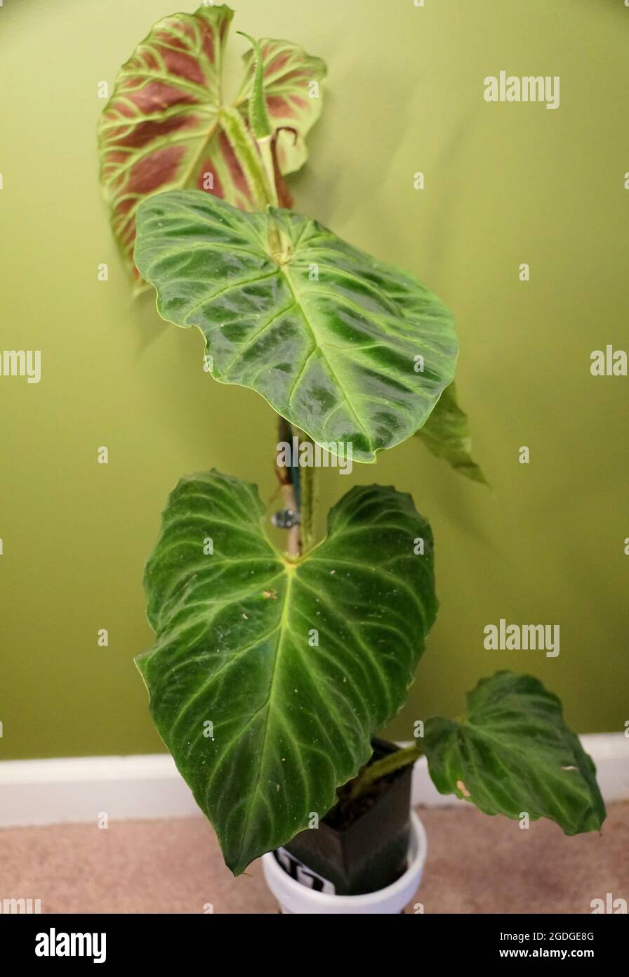 Eine kletternde Philodendron Verrucosum Pflanze, eine wunderschne  tropische Zimmerpflanze Stockfotografie - Alamy