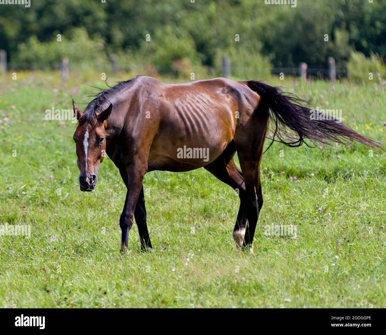Nahaufnahme des Pferdes beim Wandern auf einem Wiesenfeld mit einer ruhigen Landschaft und der Sonne auf dem braunen, glänzenden Mantel. Stockfoto