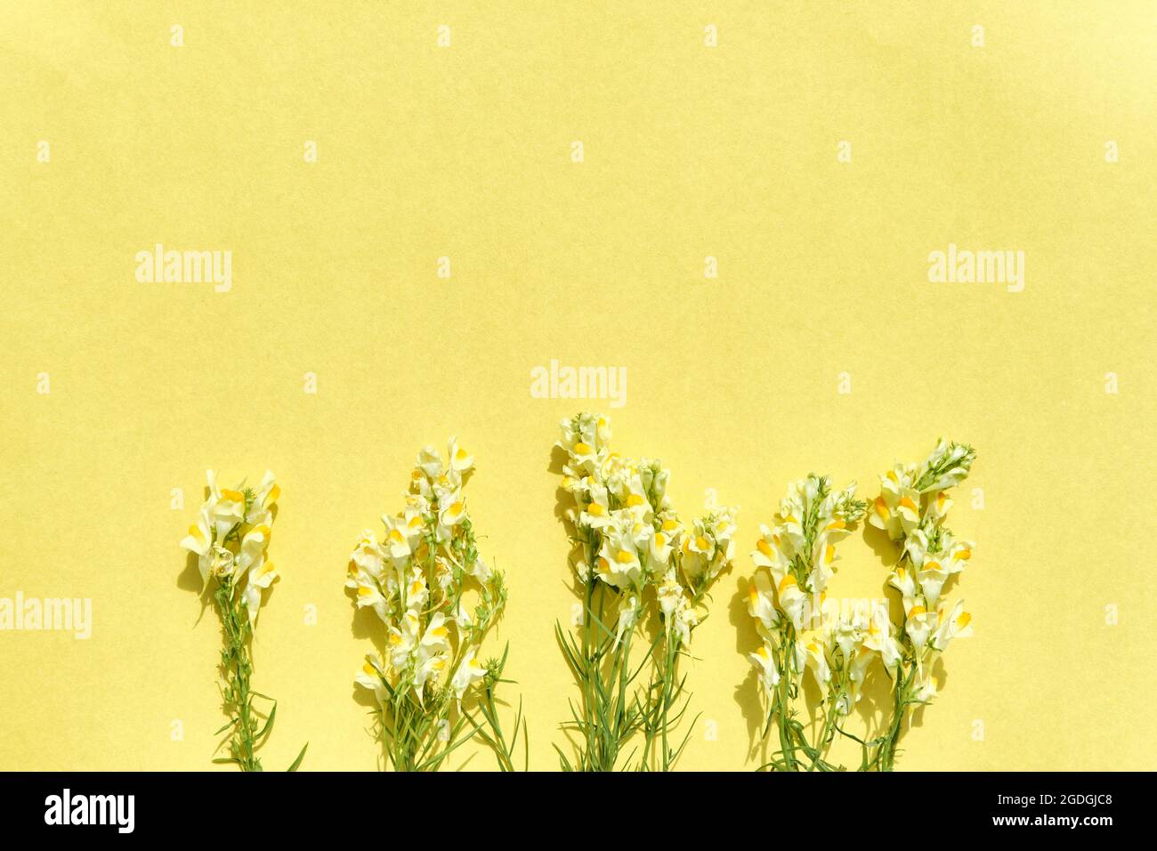 Blühende Wildblumen gemeinsame Toadflax am Boden des gelben Papierhintergrunds. Stockfoto