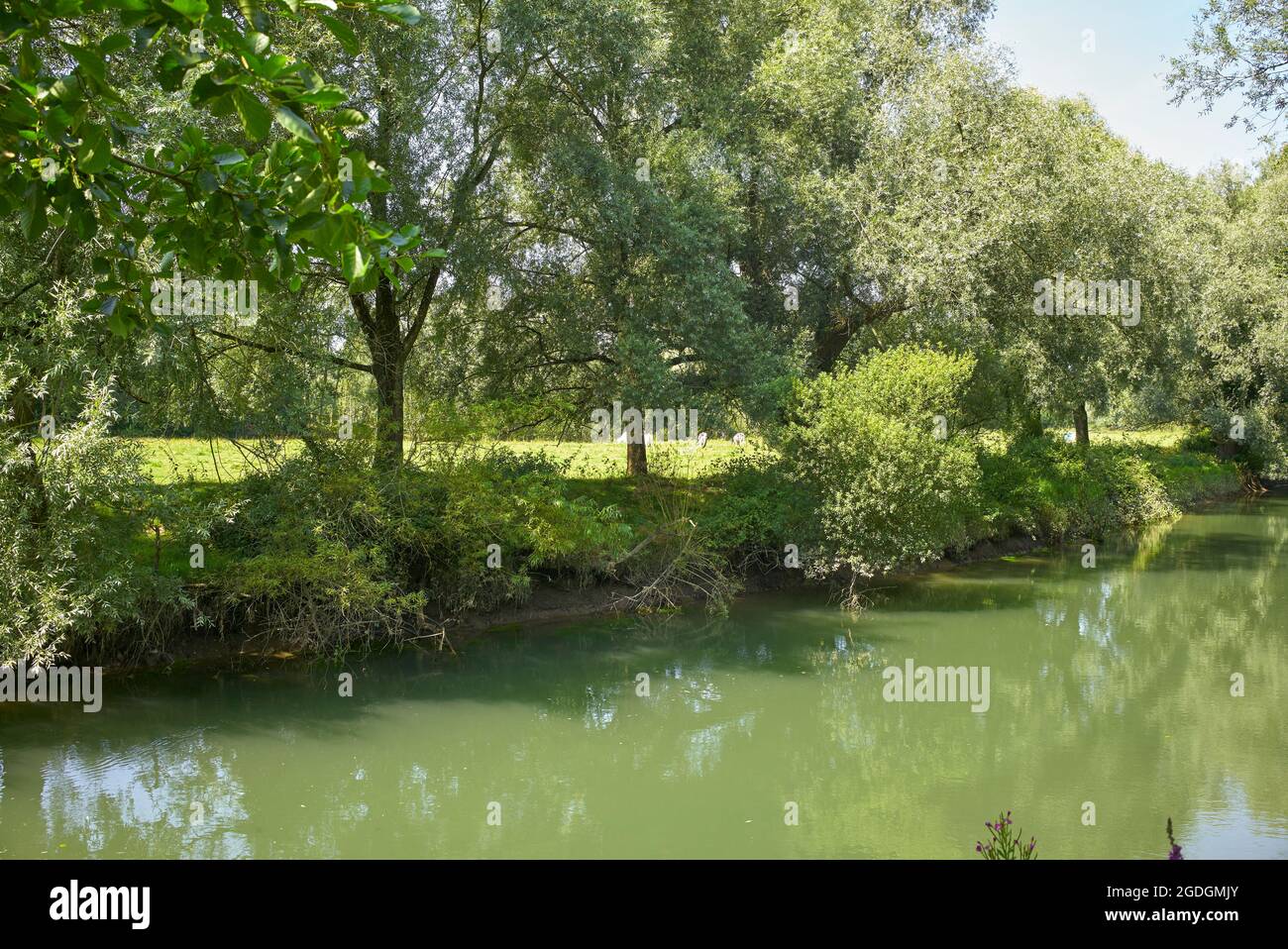 Blick auf den Fluss Canche, La Madelaine-sous-Montreuil, Hauts-de-France. In der Nähe von Montreuil sur Mer, Pais de Calais, Frankreich. Stockfoto