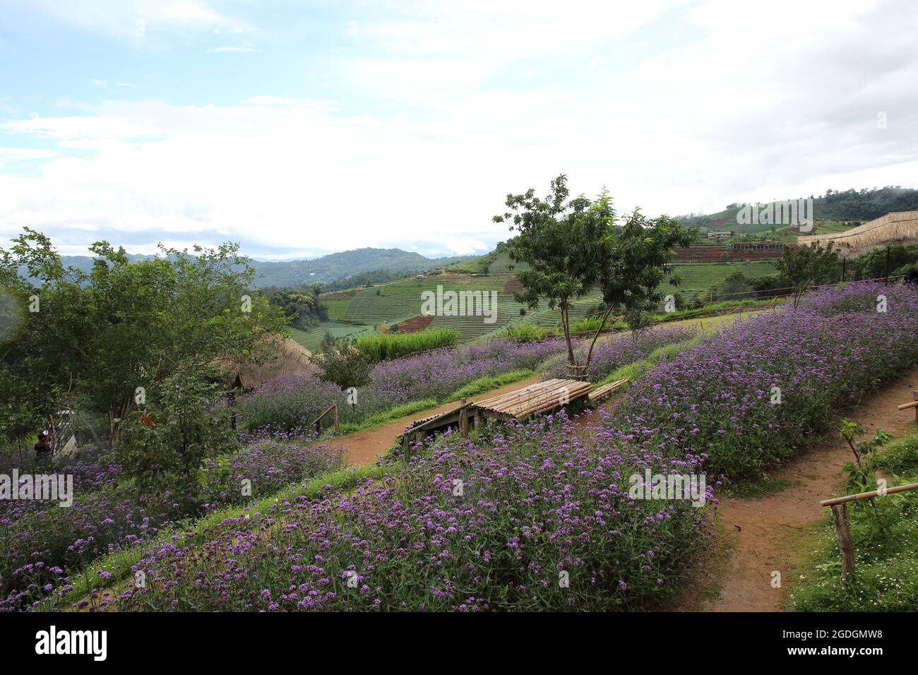 Mon Cham Bergrücken mit Verbena bonariensis Blumenfeld - Chiangmai, Thailand Stockfoto