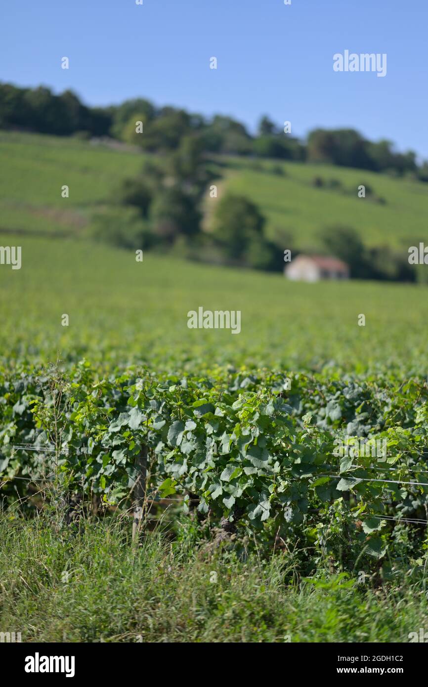 Die Clos Les Teurons Weinberge von Hospice de Beaune in La Montagne, Beaune FR Stockfoto