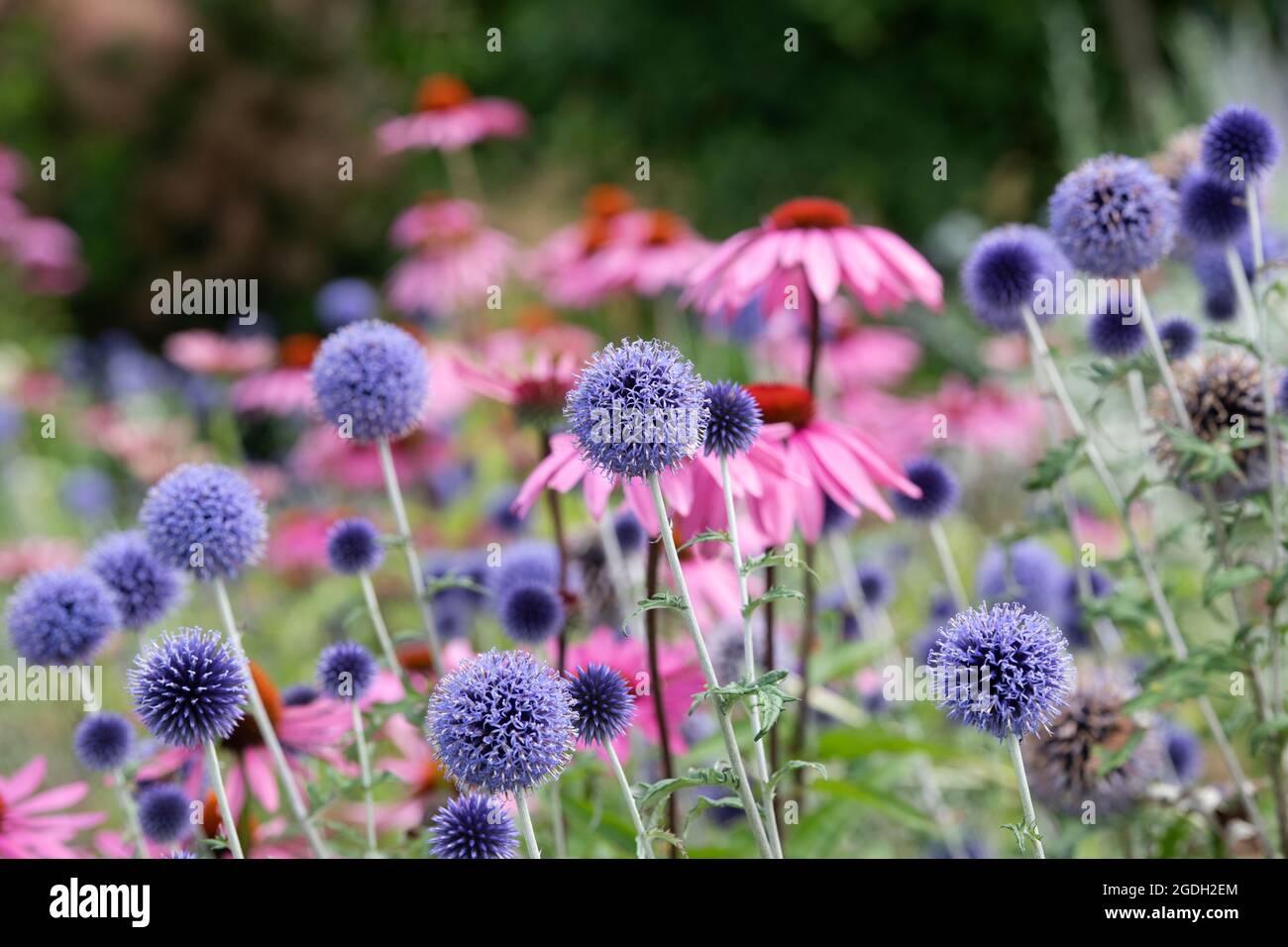 Echinops ritro 'Veitchs blue' und Echinacea purpurea. Globe Distelblumen und Kegelblumen in einem englischen Garten Stockfoto