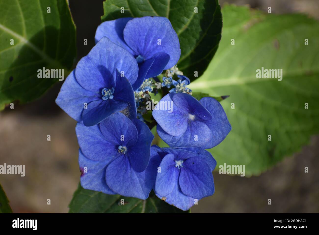 Blühende blaue Hydrangea Stockfoto
