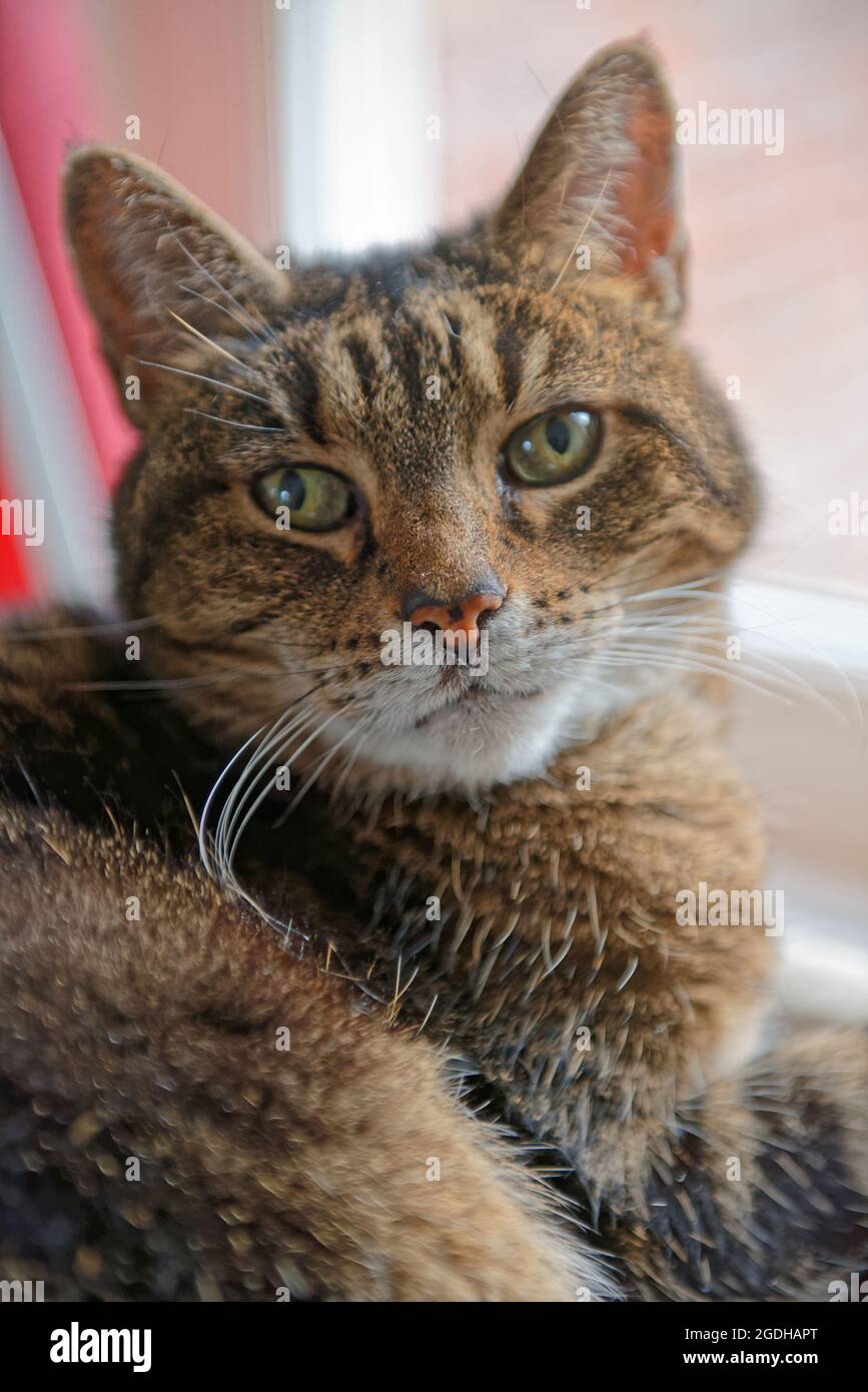 Nahaufnahme des Porträts einer tabby Katze Stockfoto