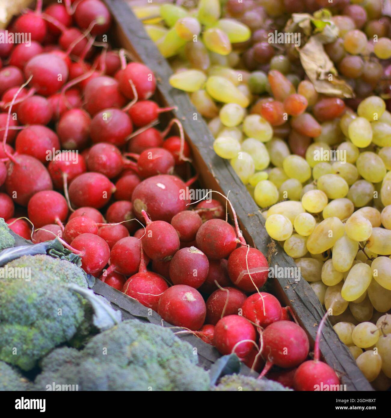 Ernte. Rettich, Kohl und Trauben Stockfoto